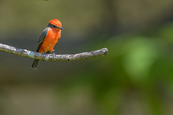 Vermillon Flycatcher