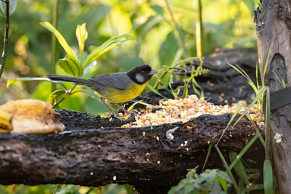 Santa-Marta Brushfinch