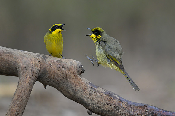 Yellow-tufted Honeyeater
