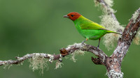 Bay-headed Tanager