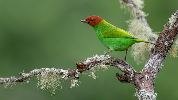 Bay-headed Tanager