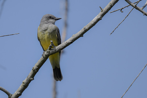 Western Kingbird