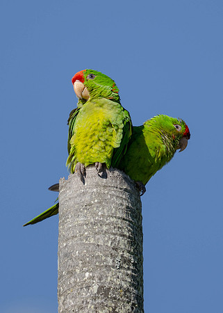 Scarlet-fronted Parakeet