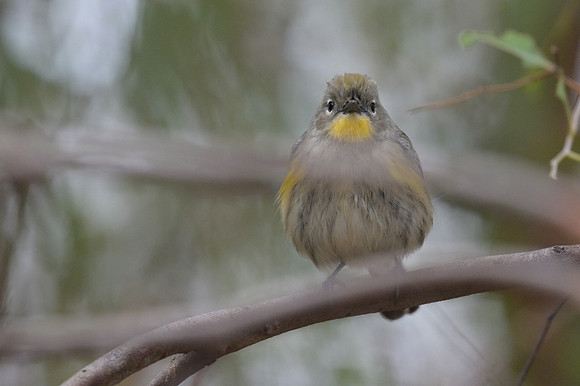 Yellow-rumped Warbler