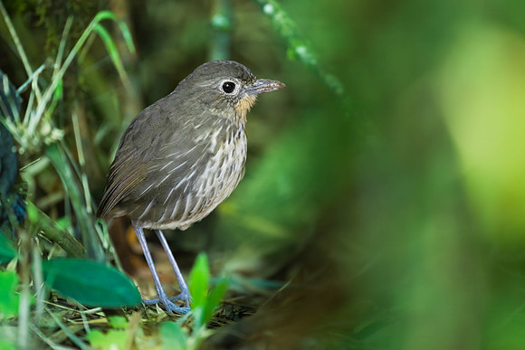 Santa Marta Antpitta