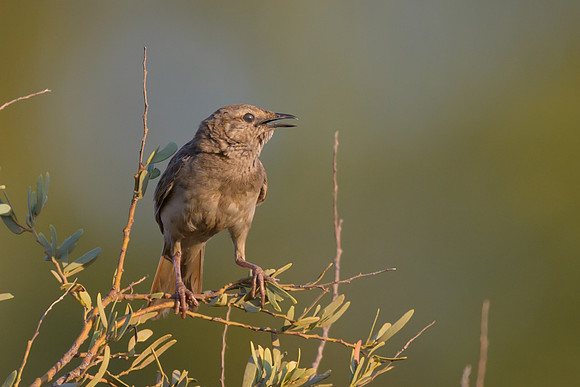 Rufous Songlark