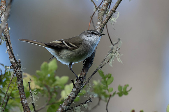 White-throated Tyrannulet