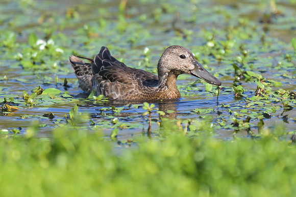 Cinnamon Teal