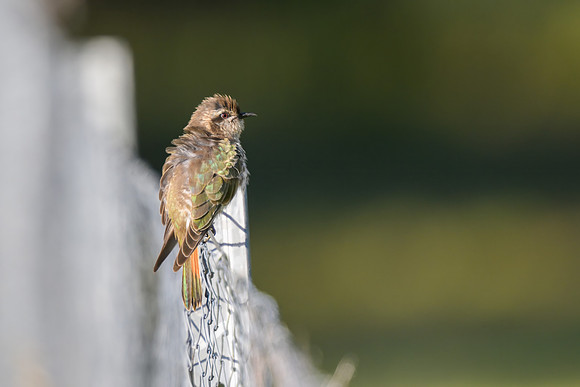 Horsfield's Bronze-cuckoo