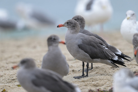 Heerman's Gull