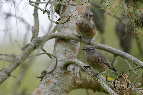 Western Bluebird