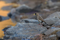 Masked Finch
