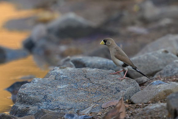 Masked Finch