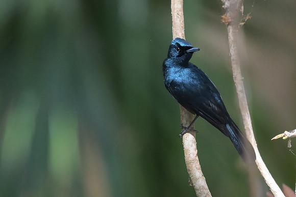 Shining Flycatcher