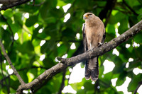 Yellow-headed Caracara