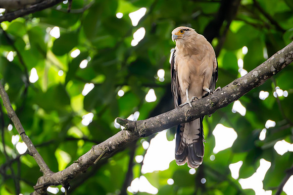 Yellow-headed Caracara