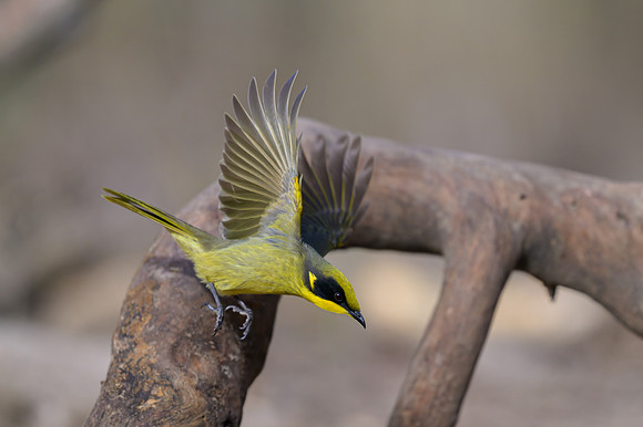 Yellow-tufted Honeyeater