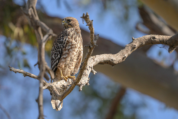 Red-shouldered Hawk