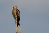 Whistling Kite