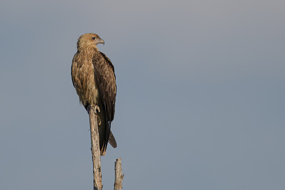 Whistling Kite