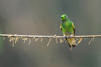 Buff-tailed Coronet