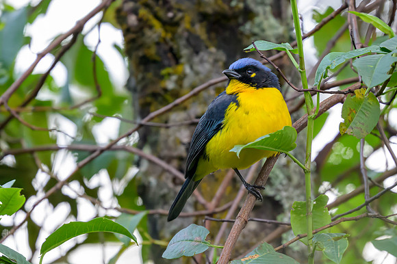 Black-cheeked Mountain Tanager