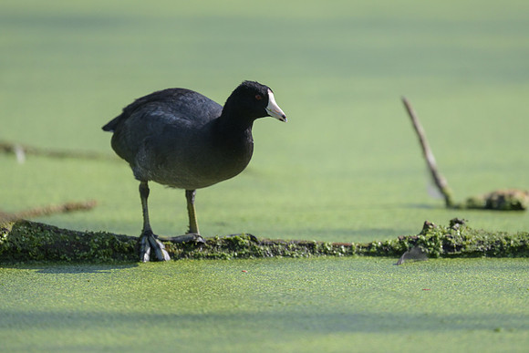 American Coot