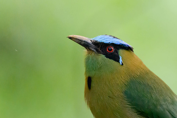 Andean Motmot