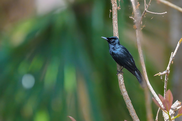 Shining Flycatcher