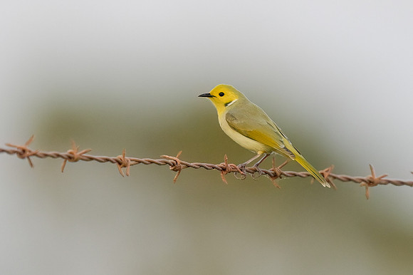 White-naped Honeyeater