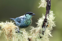 Black-capped Tanager