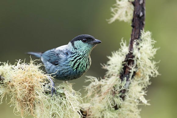 Black-capped Tanager