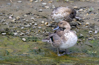 Northern Pintail