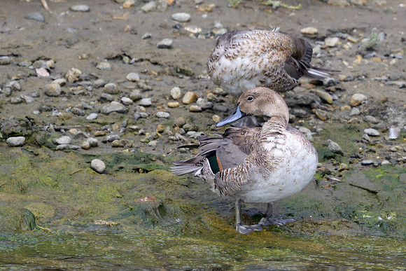 Northern Pintail