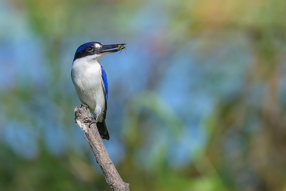 Forest Kingfisher