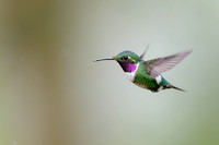 White-bellied Woodstar