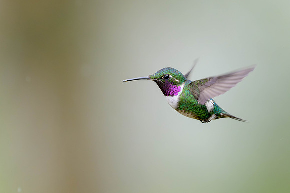 White-bellied Woodstar