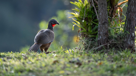 Band-tailed Guan