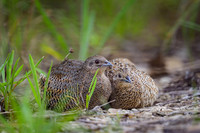 Brown Quail