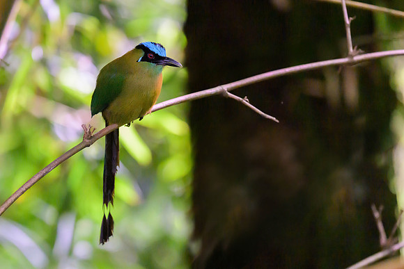 Andean Motmot