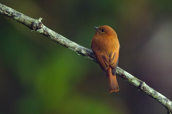 Cinnamon Flycatcher