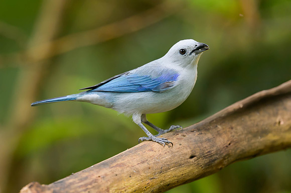 Blue-gray Tanager