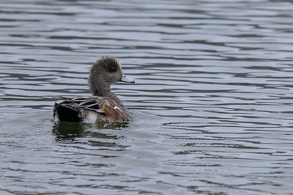 American Wigeon