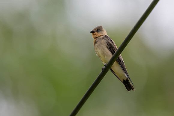 Southern Rough-winged Swallow