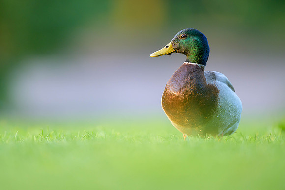Mallard
