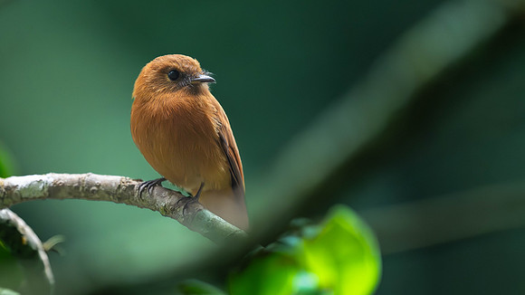 Cinnamon Flycatcher