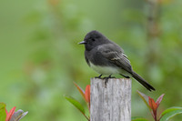 Black Phoebe