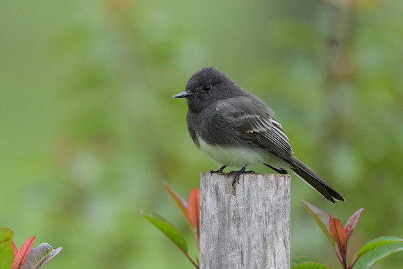 Black Phoebe