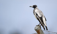 Australian Magpie