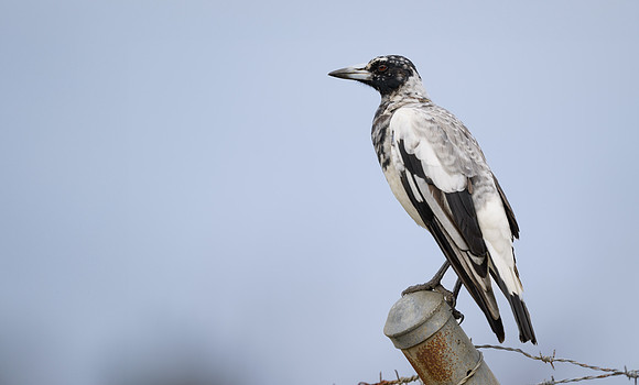 Australian Magpie